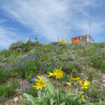 Idaho Wildblumenwiese 1080